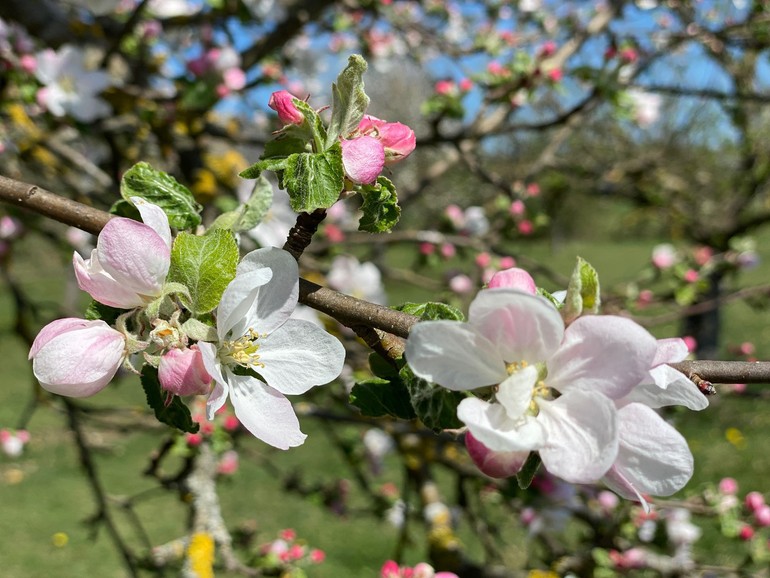 Fleurs