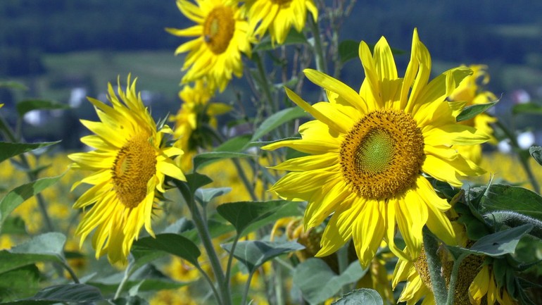 Tournesol