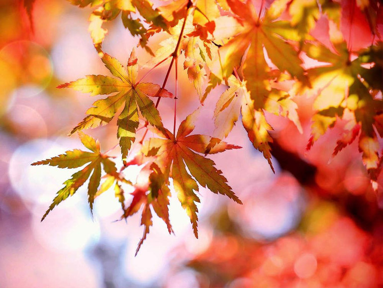 Méditation feuilles