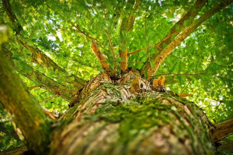 méditation arbre