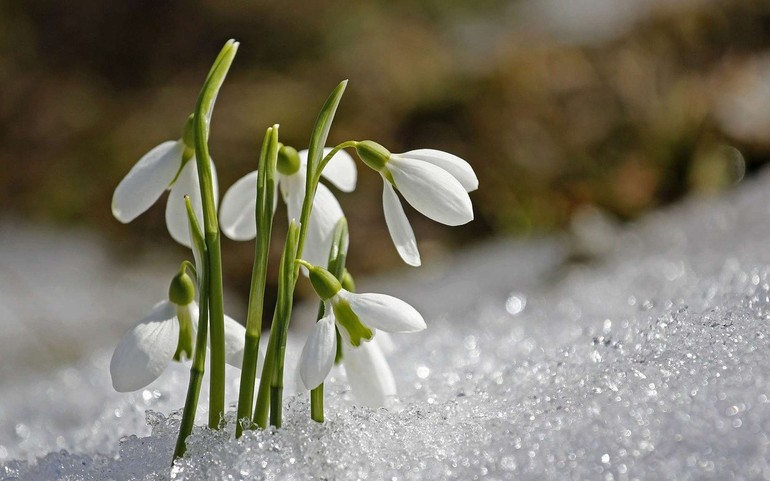 cueillir des fleurs