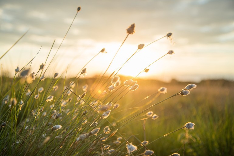 Méditation herbes