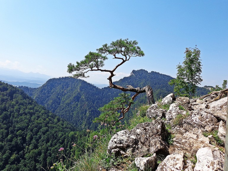Méditation arbre