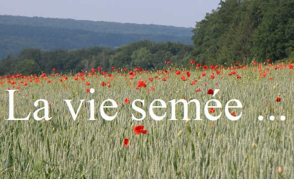 Rencontre entre parents - La vie semée...