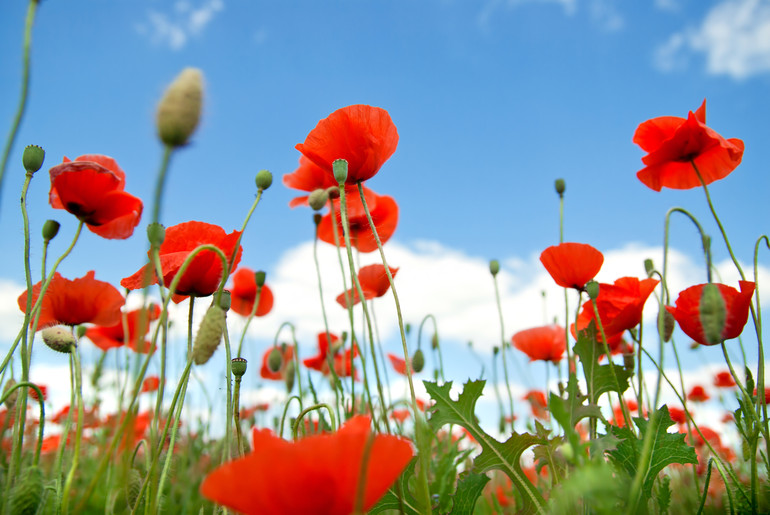Méditation coquelicot été