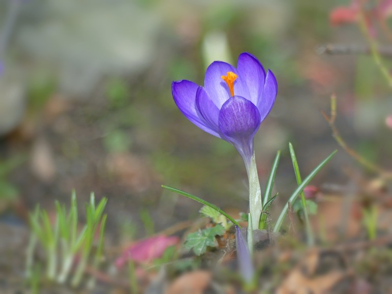 Méditation fleur printemps