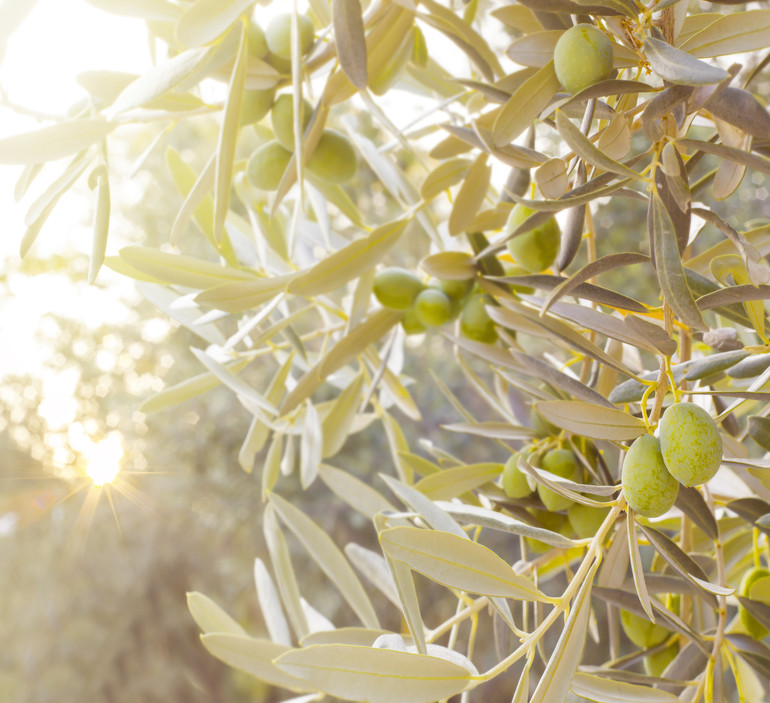 Olive tree branch.