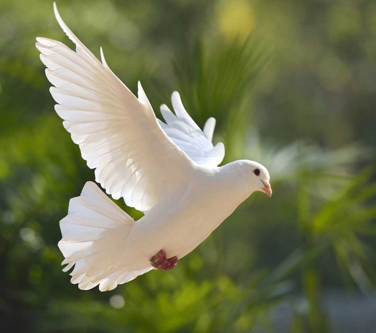 Colombe