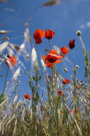 Coquelicots