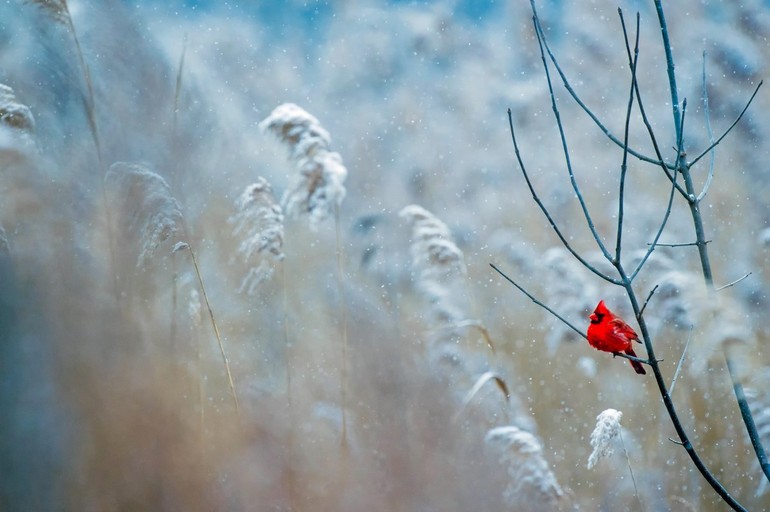 Méditation hiver