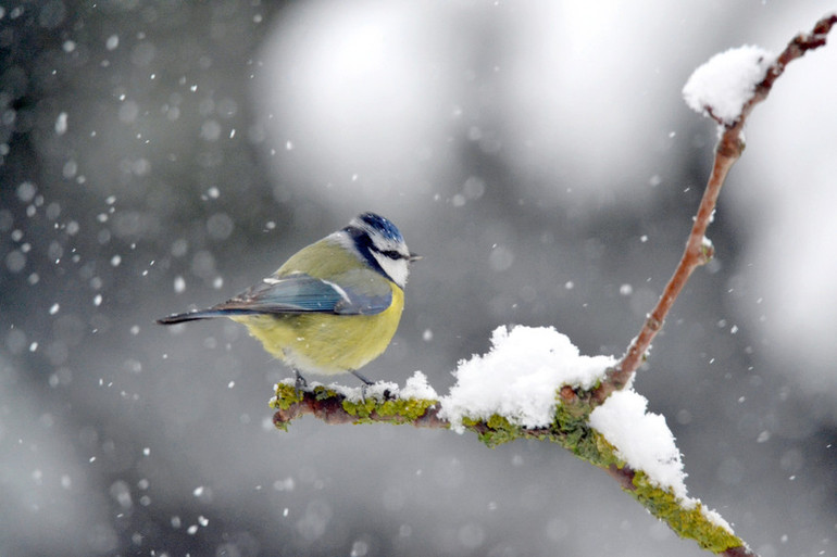 mésange hiver