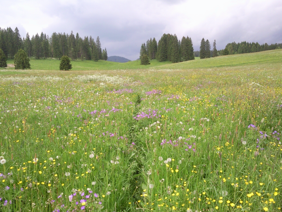 prairie jurassienne