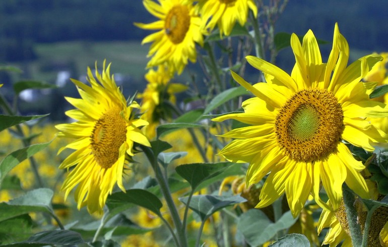 Une fleur comme un soleil