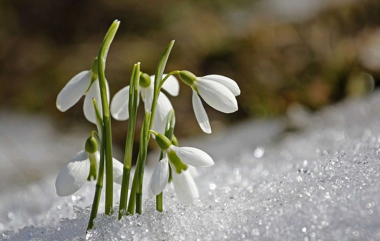 Cueillir des fleurs dans la tempête