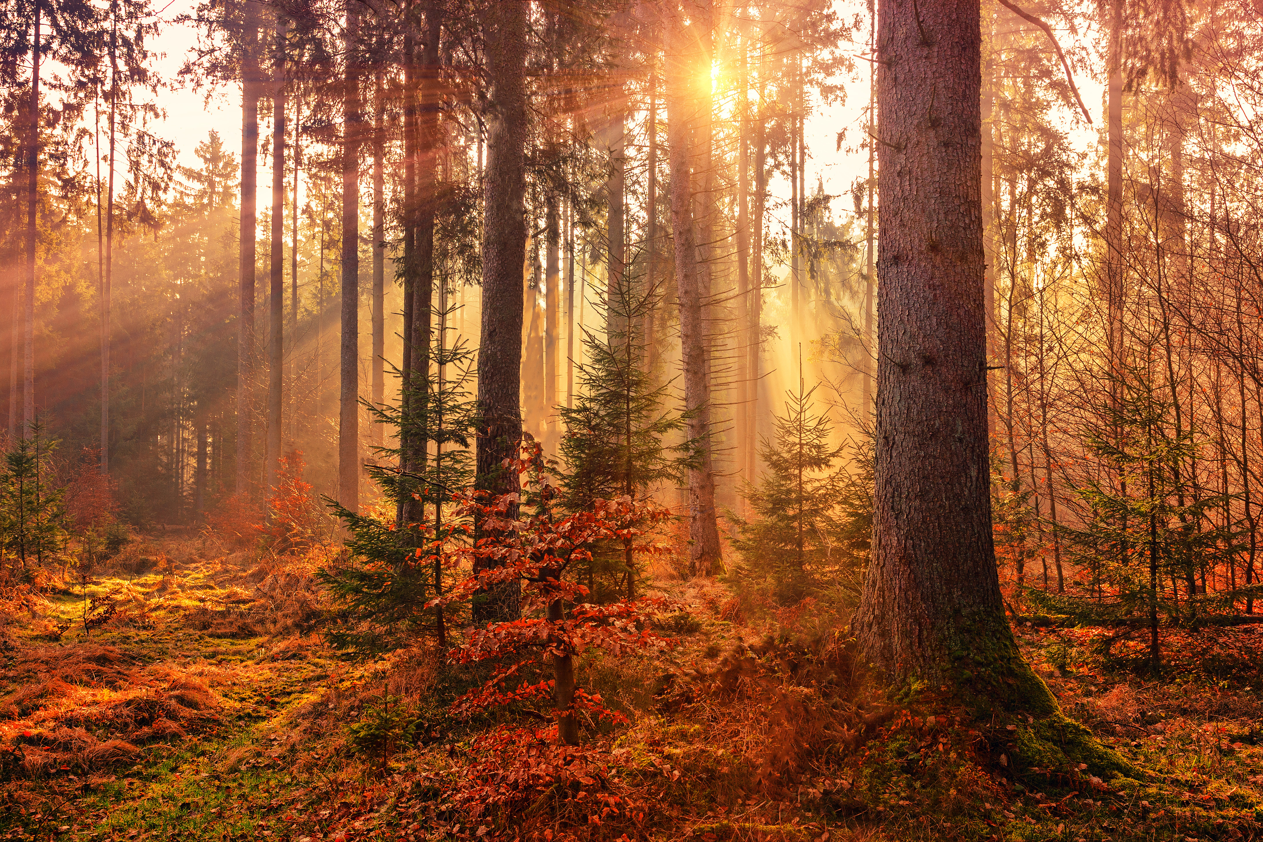 Quels droits pour les arbres ?