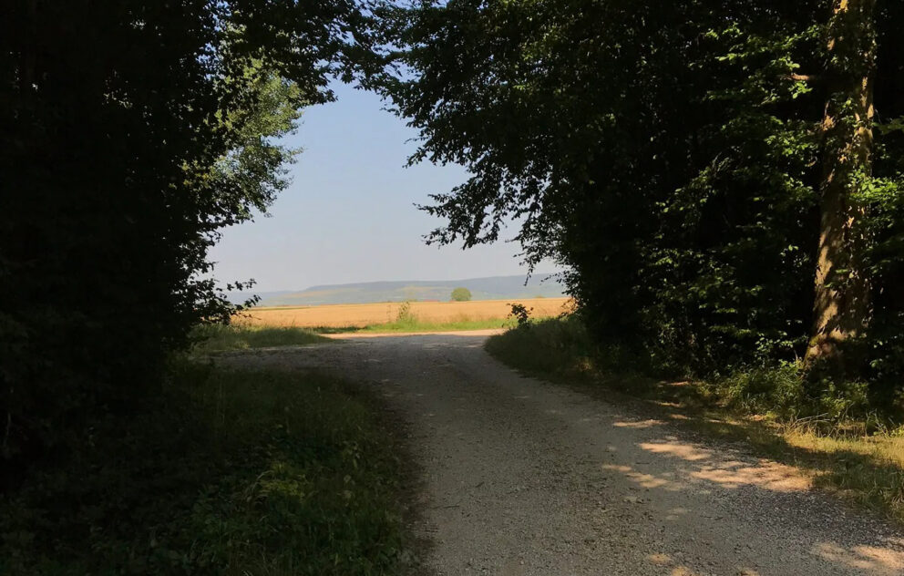 Profitez de l’été pour méditer en marchant